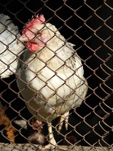 国羽队在世 国羽队在世