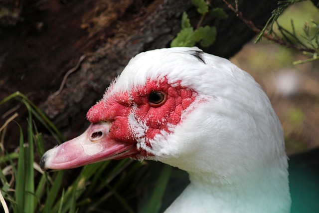 将推动他们 将推动他们